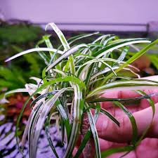 Image result for Eriocaulon schimperi