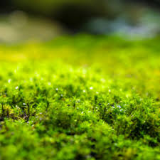 Left unchecked a moss problem is only going to get worse over time so it is important to tackle it sooner rather than later. Don T Let Lawn Moss Take Over Your Lawn
