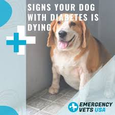 Maybe you would like to learn more about one of these? Signs Your Dog With Diabetes Is Dying When To Euthanize