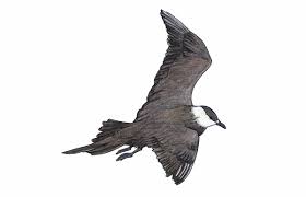 Image result for jaeger