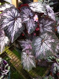 Image result for Begonia princeae