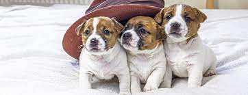 Pet emergency & specialty center la mesa, san diego county, california. Veterinary Hospital 24 Hour Animal Hospital