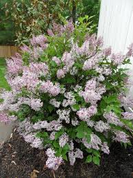 Little Kim Lilac Plants Flowering Bushes Garden Shrubs