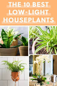 The 10 Best Houseplants For Your Bathroom Purewow Plants Home Bathroom Bathroom Plants Best Bathroom Plants Plants