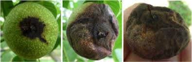 Image result for Medium Walnut 1990 Tracer