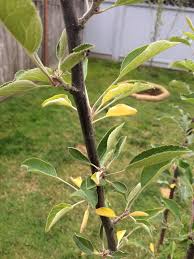 When leaves turn yellow, either the weather has turned cold or the tree is suffering from some sort of disease and nutritional deficiencies. Yellow Leaves On Apple Tree We Just Planted This Tree Three Or Four Months Ago The Last Week We Ve Gotten A Lot Of These Yellow Leaves Mostly On The Braeburn Branch Any