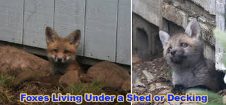 How To Get Rid Of Foxes
