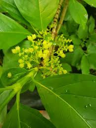 Image result for Vangueria sp.