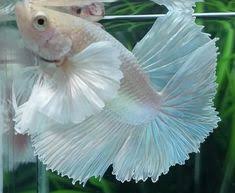 Mereka merupakan jenis cupang persilangan yang dikembangkan oleh masyarakat indonesia. 67 Ide Hm Dumbo Ear Ikan Cupang Ikan Hewan