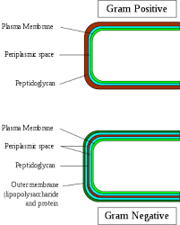 Gram Positive Bacteria Wikipedia