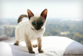 As the name suggests, this breed features a bluish set of fur. Blue Point Siamese Cats