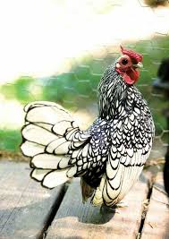 Google's free service instantly translates words, phrases, and web pages between english and over 100 other languages. Agen Sabung Ayam Online Ayam Sebright Atau Ayam Batik Merupakan Ayam Hias Jual Ayam Hias Batik Akan Lebih Tinggi Harganya Jika Binatang Ternak Ayam Binatang