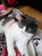 kedi kayseri fiyatlari ikinci el sifir kiralik ilanlar