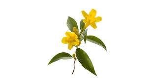 Image result for Gelsemium