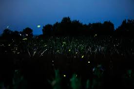 Yes, Colorado has fireflies, and scientists are decoding their  bioluminescent blinking