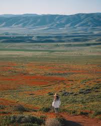 Maybe you would like to learn more about one of these? Super Bloom 2019 In Antelope Valley California Usa Madeline Lu