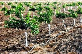 Taking cuttings from fruit trees. 7 Easily Propagated Fruits For Transforming Your Backyard Into A Food Forest