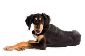 High Quality Saluki Puppies For Sale Saluki Puppy Puppies Puppy Finder