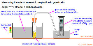 Respirometer Experiments To Measure Rate Of Aerobic