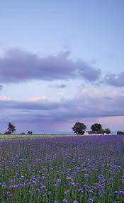 Moonlit Purple Sky Over Purple Flower Fields Abbekas Southern Sweden Makeitskane Visitskane Travel Phot In 2021 Nature Aesthetic Lavender Aesthetic Nature Photography