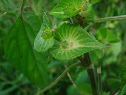 Image result for Acalypha paucifolia