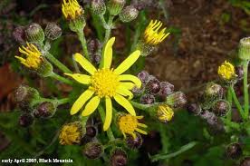 Black And Yellow Centipede North Carolina Pin By Lisa Ferguson On Planting In A Post Wild World Plants Native Plants Ragwort
