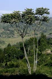 Image result for Polyscias fulva