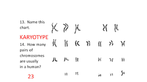 Heredity Unit 1 Test Review 1 Another Name For A Sex Cell