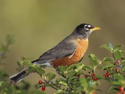 Birds Of Northern Indiana Pin By Jennifer Sturges On Indiana Birds Pet Birds Animals Beautiful Animals