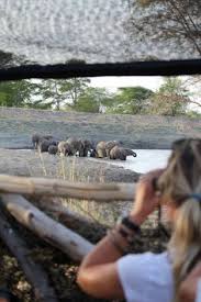This is a listing of every animal congregation i could find after scouring the web. 45 Plesiosaurios Ideas Loch Ness Monster Extinct Animals Prehistoric Animals