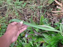 Image result for Cyanotis longifolia