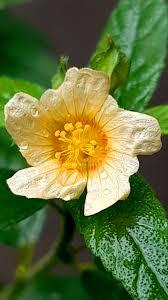 Image result for Sida ovata