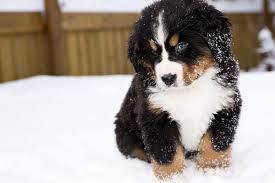 What you should know about the bernedoodle? Puppies That Look Like Teddy Bears Reader S Digest