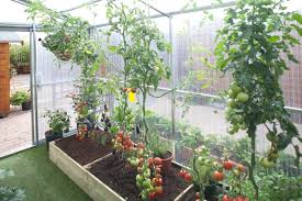 This article on growing high yield tomato plants originated as a short post with a video. How Many Tomato Plants Per Acre In Greenhouse Growing Greenhouse Tomatoes Can Be Profitable