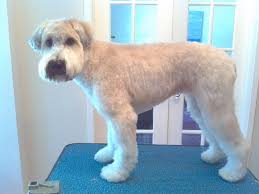 Indie In A Pet Trim Teddy Bear Head Soft Coated Wheaten Terrier Wheaton Terrier Wheaten Terrier Soft Coated Wheaten Terrier
