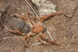 Grant's camel spider, or sun spider, or wind scorpion, or solifuge stock photo, royalty free. Solifugae Is An Order Of Animals In The Class Arachnida Known Stock Photo Picture And Royalty Free Image Image 94852411