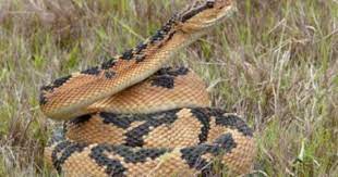 March 2012 Alligatorparasites Snake Snake Venom Bushmaster