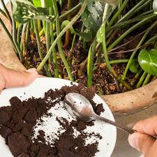 Use Coffee Grounds As A Fertiliser For All Your House Plants As An Organic Fe Planting Succulents Indoors Coffee Grounds As Fertilizer Uses For Coffee Grounds