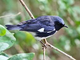 Paruline Bleue Ebird Ornithology Backyard Birds Birds