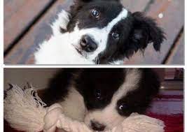 Freddy The Border Collie From Italy Border Collie Puppies Border Collie Collie