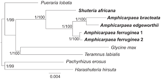 Image result for Amphicarpaea africana