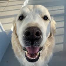 Brody took the bait — rotisserie chicken — friday morning, and worn out but relieved rescuers took the dog to the vet. Chief Brody Chiefbrodydog Twitter