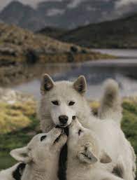 See more ideas about beautiful wolves, wolf pictures, wolf spirit. 25 Amazing Wolf Animated Gif