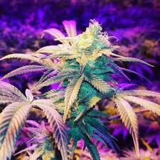 Crosses two favorites from bodhi seeds, snow lotus with oldsog's silver haze. Kush N Cookies Cbd Garden Of Green Strain Info Growdiaries