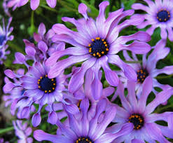 April flowers san luis obispo. April Flowers Braman S Wanderings