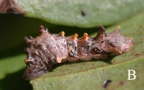 Image result for Agelanthus zizyphifolius