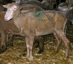 Sheep 201 Sheep Diseases A Z