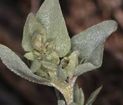 Image result for Atriplex