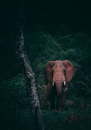 Wildlife hd wallpapers for for android, iphone, desktop. 100 Wildlife Pictures Download Free Images On Unsplash