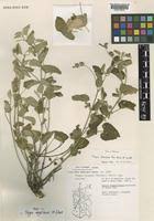 Image result for Tragia brevipes